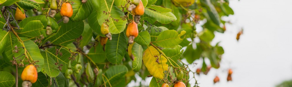 Bc agro vends des mangues biologiques et des noix de cajou biologique en provenance du burkina faso 