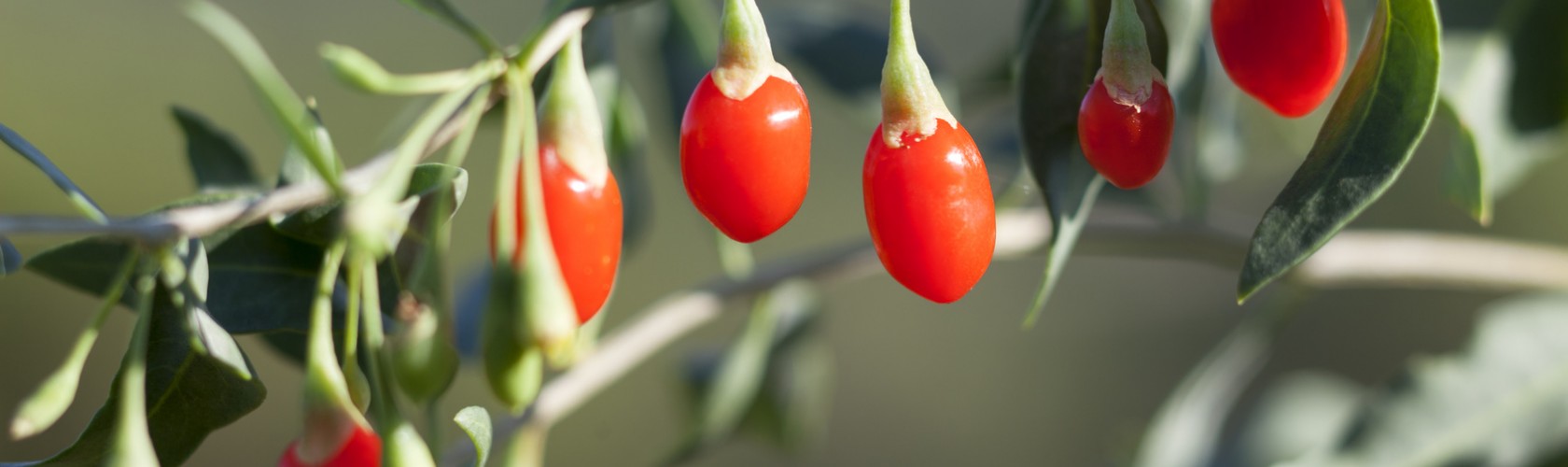 bc agro fruits secs baies de goji bio tibet 