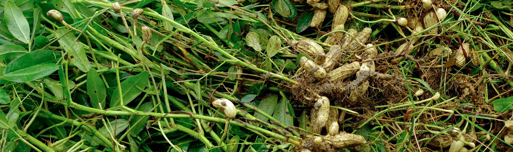 bc agro fruits secs arachide bio 