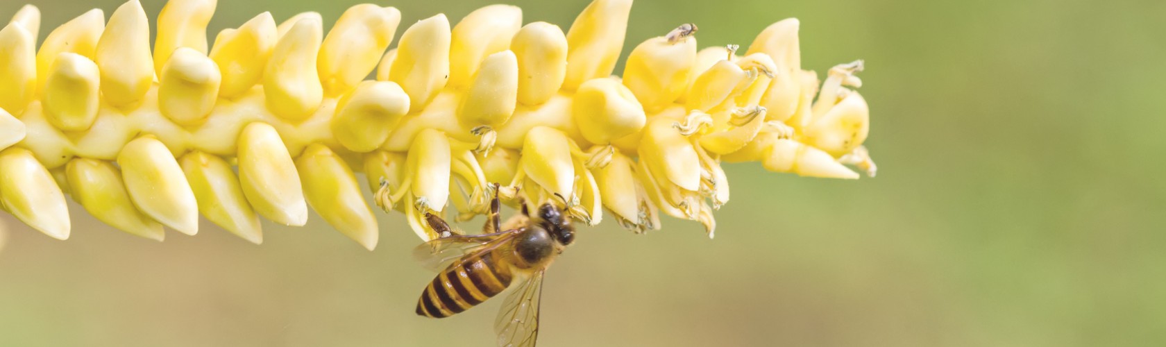 bc agro fruits secs importateur produit biologique en france