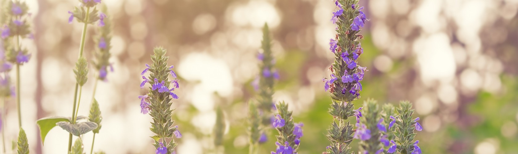 bc agro graine de chia biologique amerique du sud paraguay 
