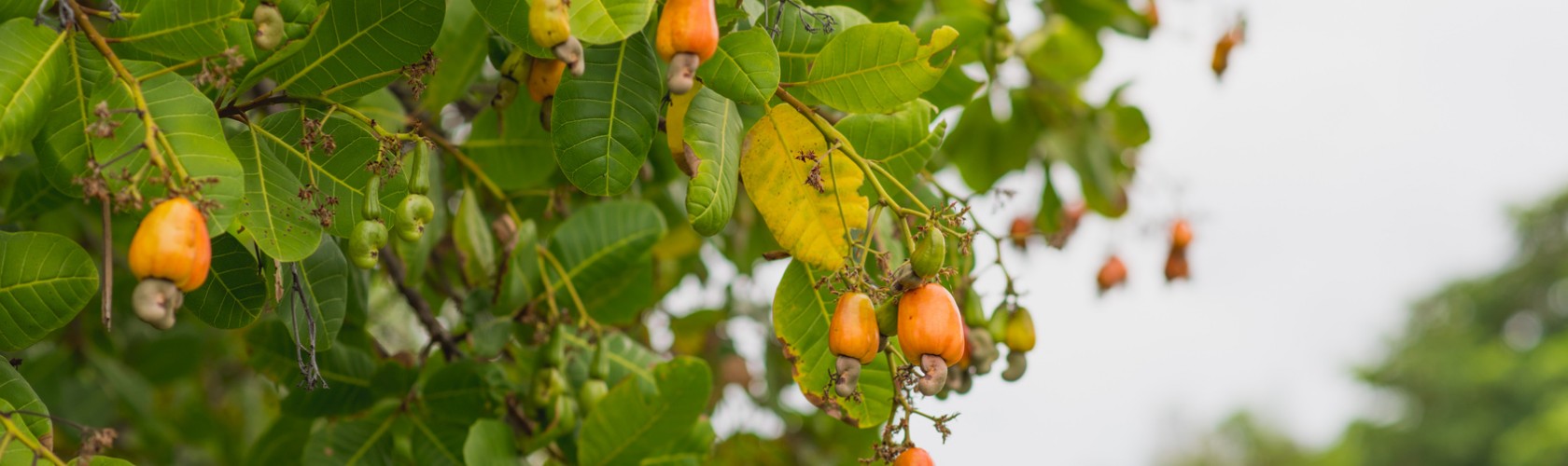 bc agro fruits secs noix de cajou biologique 