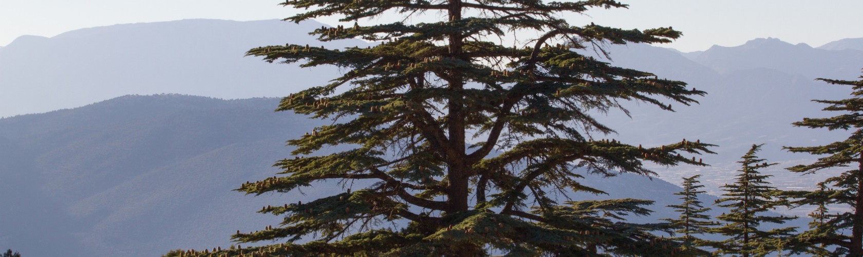 bc agro fruits secs pignon de cèdre biologique 