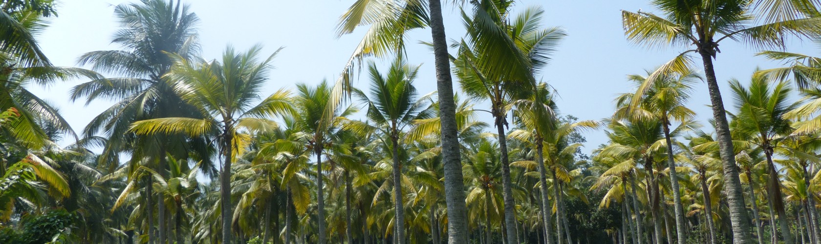 farine de coco biologique bc agro fruits secs 