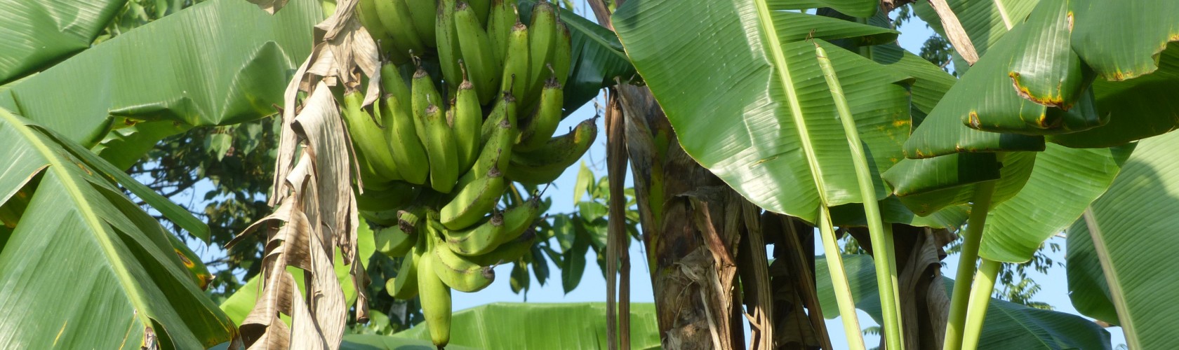 bc agro fruits secs propose banane séchée biologique sri lanka 