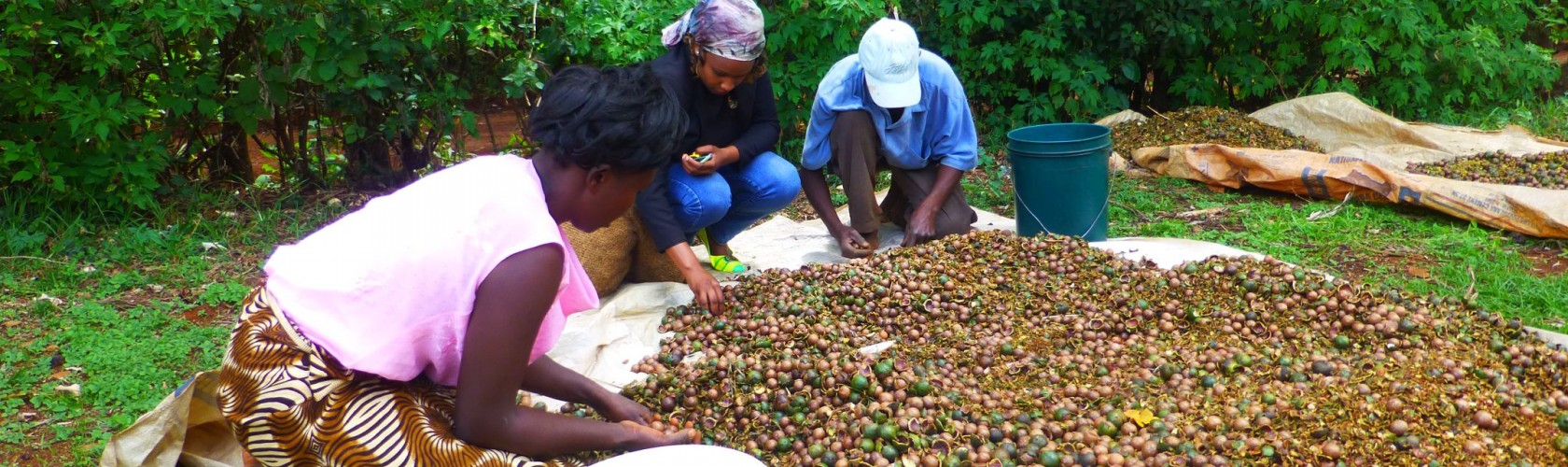 bc agro fruits secs noix de macadamia biologique 