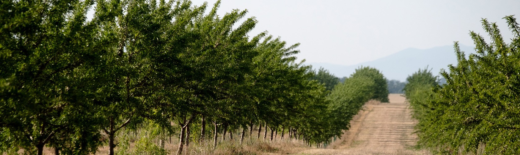 Bc agro fruits secs propose des amandes et produits dérivés d'Italie et de Sicile