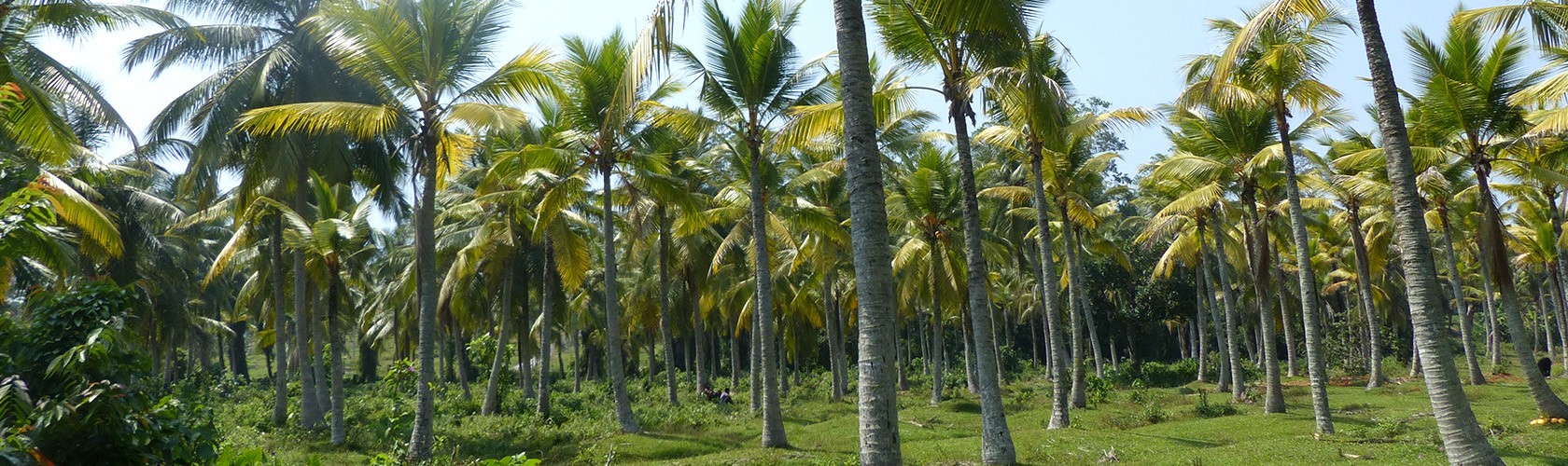 Bc Agro Fruits secs vous propose noix de coco au Sri-lanka