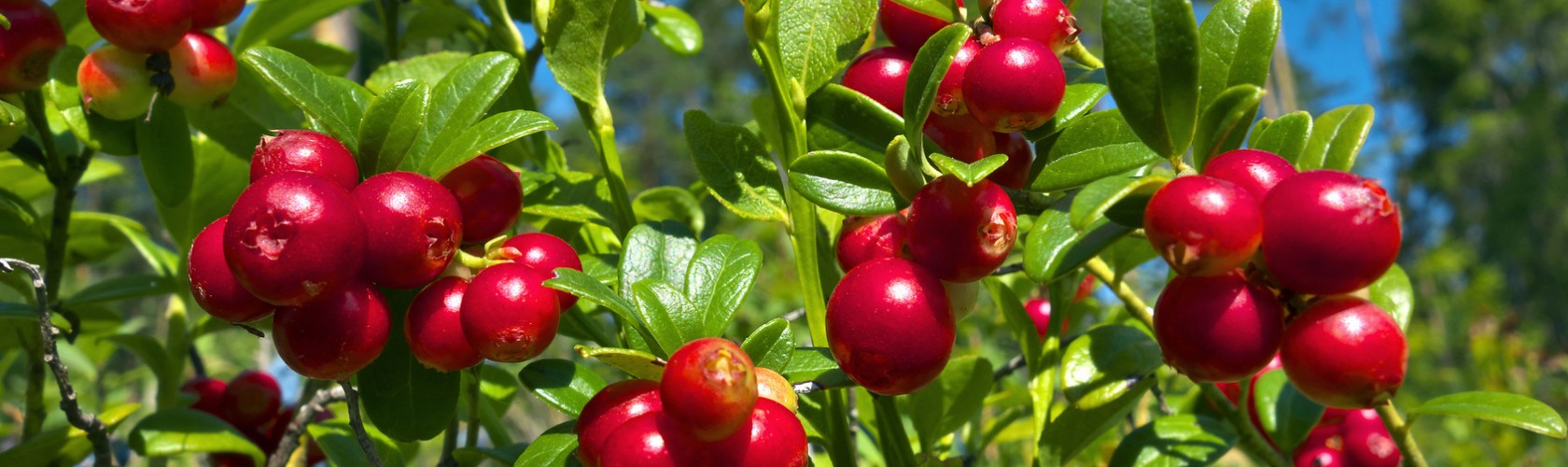 cranberries bc agro fruits secs entreprise française importateur biologique cranberry amerique du nord