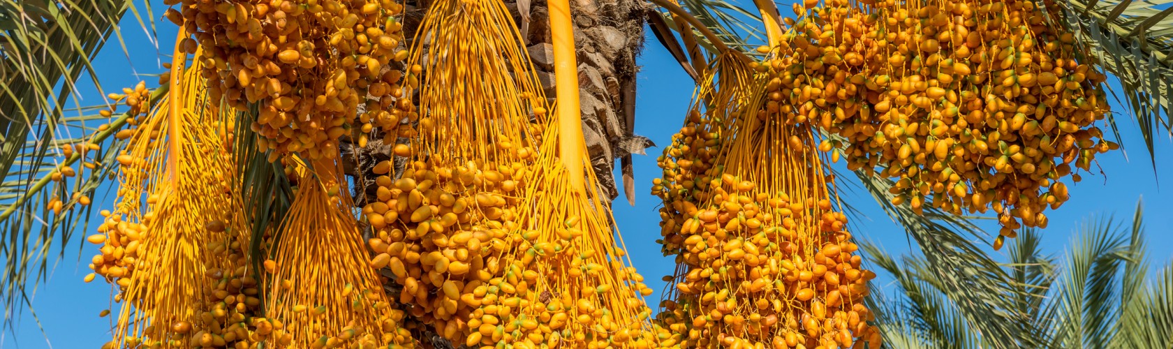 dattes sukkari biologique arabie saoudite 
