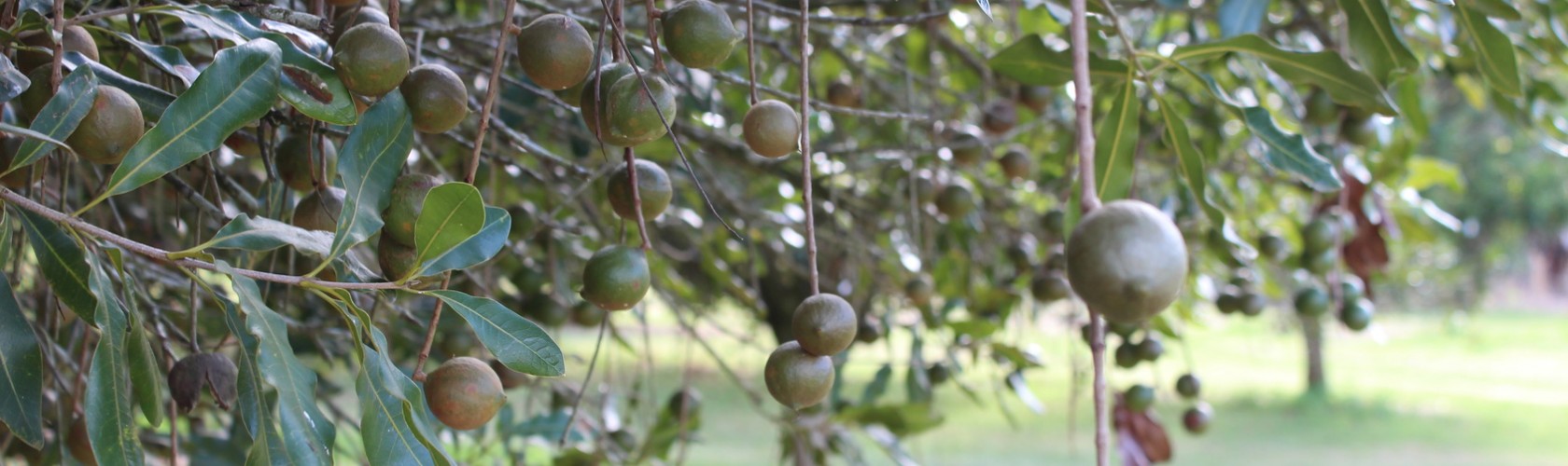 bc agro noix de macadamia bio importateur direct 