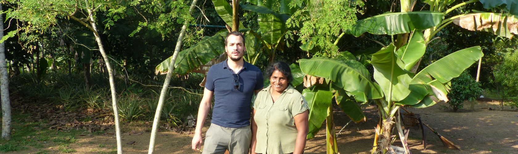 Bcc agro fruits secs propose des noix de coco et des bananes séchées variété ambu du sri lanka