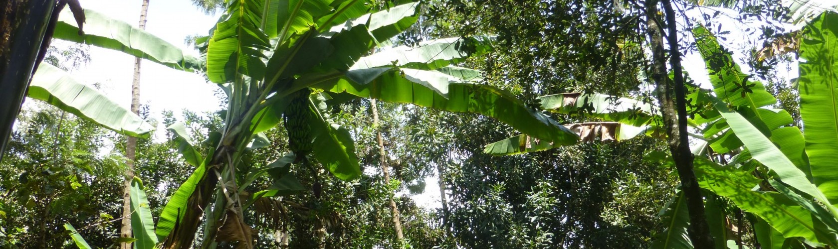 BC agro contrôle qualité quotidien et envoie analyse qualité laboratoire 