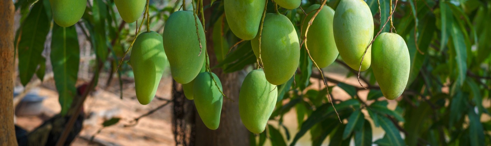 bc agro fruits secs mangues séchées biologique 