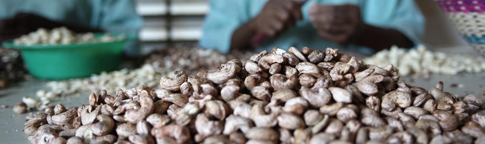 Bc agro noix de cajou biologique et certification biologique AB et EU 