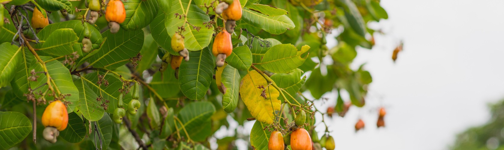 Bc agro mangue séchée biologique AB 