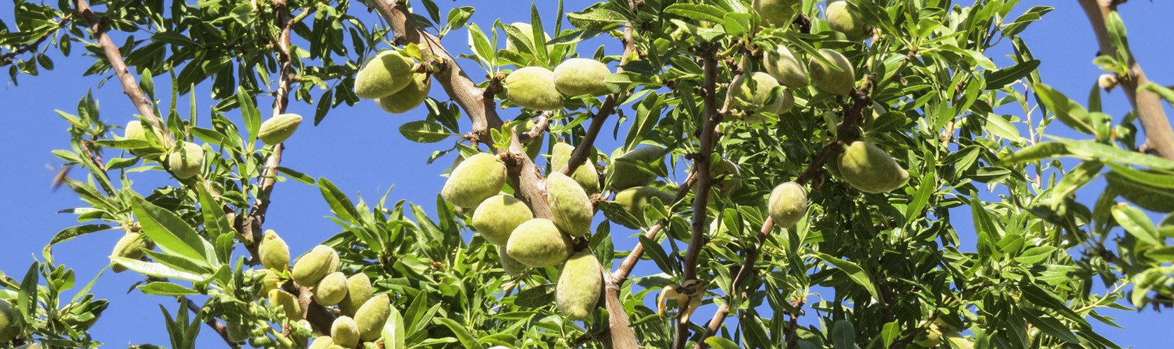 BC agro fruits secs proposes des amandes et produits dérivés biologique 
