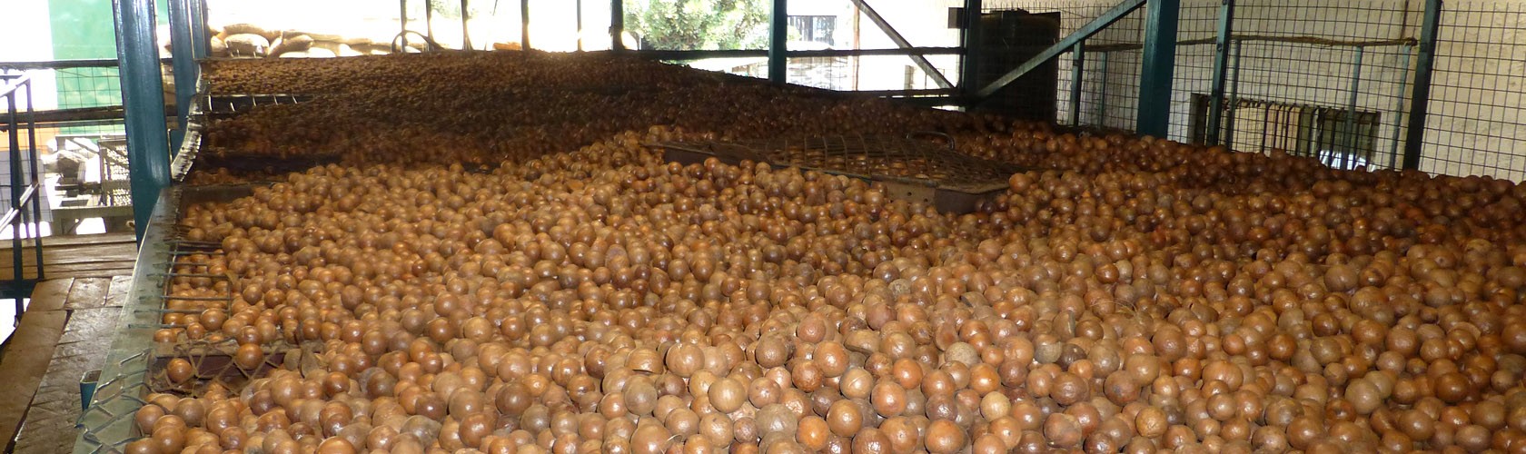 Bc agro macadamisa biologique producteur local et équitable 